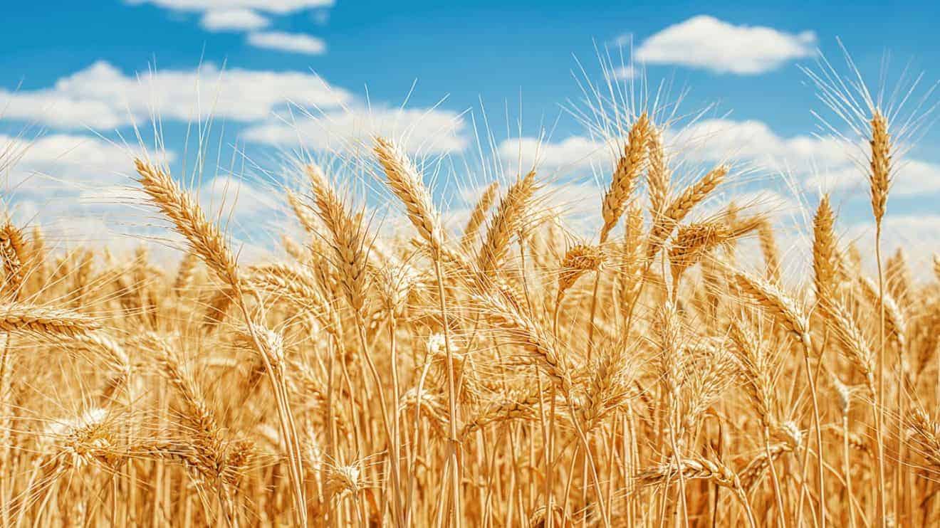 Туркмения поля пшеницы