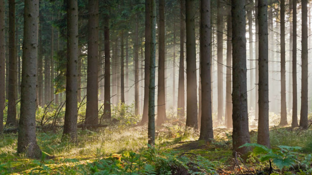 Wood Bioenergy Reality Check for Timberland Investors - LANDTHINK