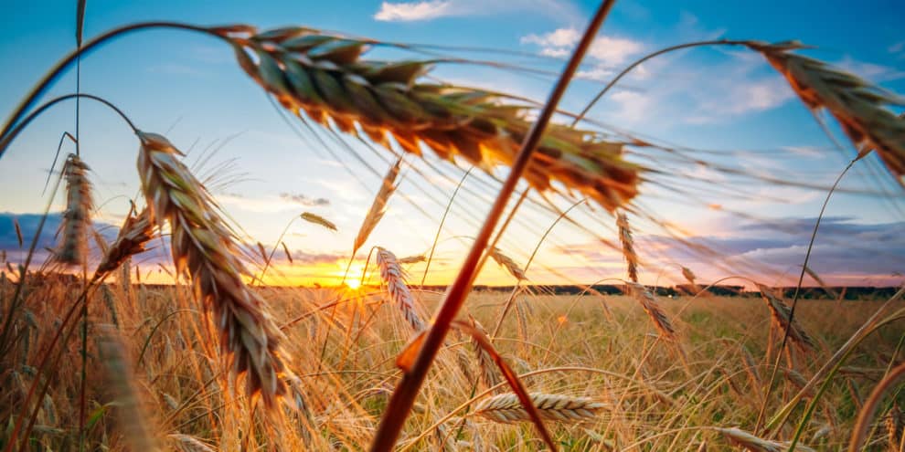 Crowdfunding for Agriculture: Investing in Farmland