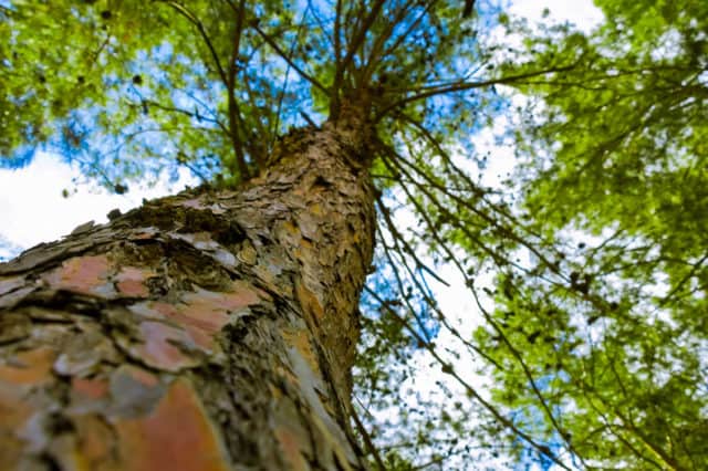 Landowners Monetize Timber for Carbon Credits with Improved Forest ...