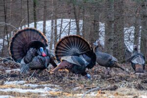 Improving Your Land for Turkey Season in the South