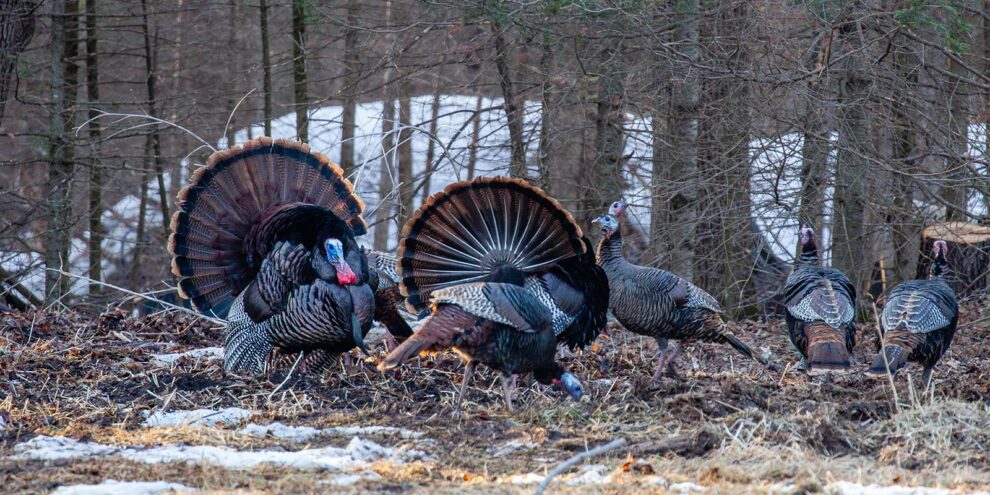 Improving Your Land for Turkey Season in the South