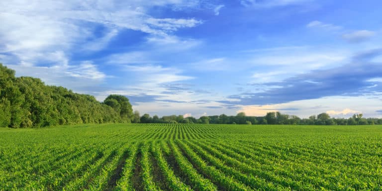 investing-in-row-crop-farmland-landthink