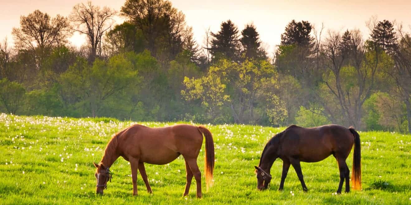 keeping-farm-animals-healthy-landthink