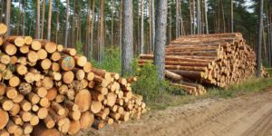 Local Log Markets and the Migration of Softwood Lumber Capacity Across North America