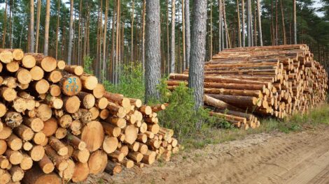 Local Log Markets and the Migration of Softwood Lumber Capacity Across North America