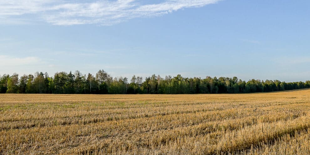 Preparing a Successful Dove Field in the Southeast