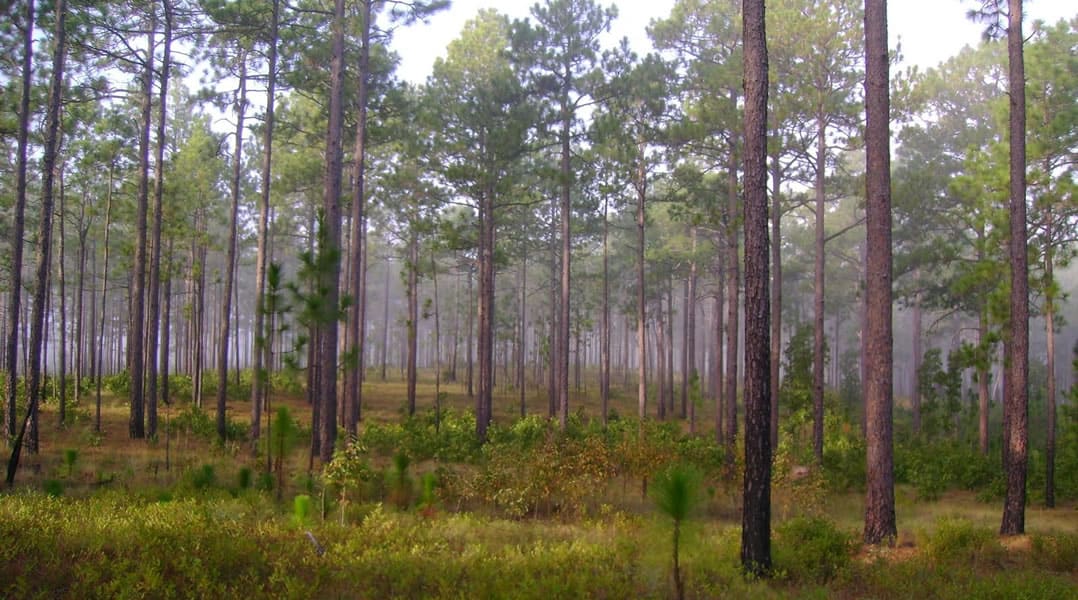 Orion Magazine - The Brutal Legacy of the Longleaf Pine