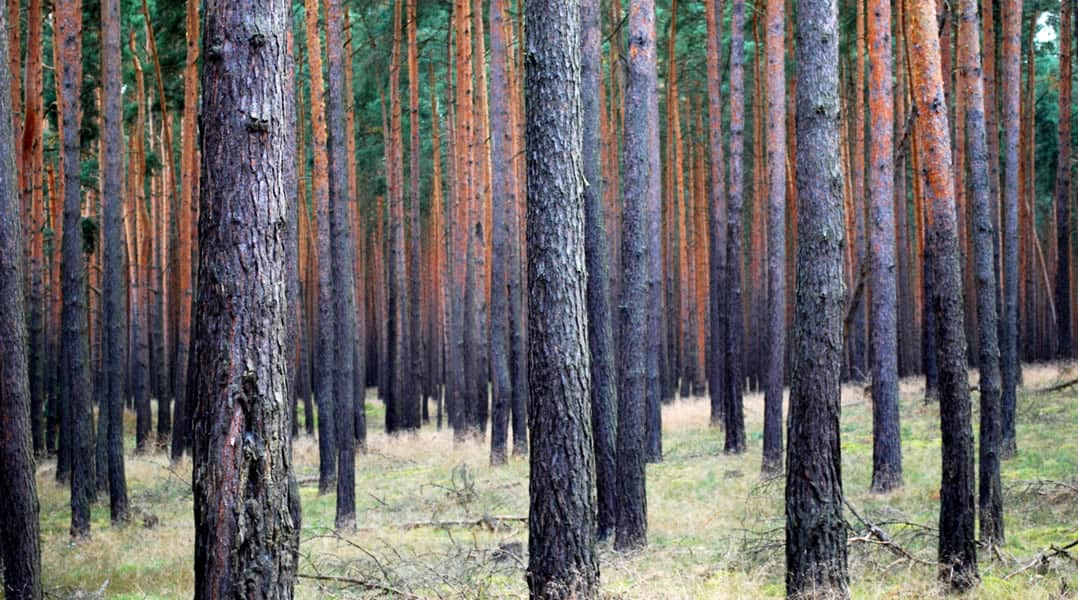 Timber REITs: What Should Investors Watch in 2016? - LANDTHINK