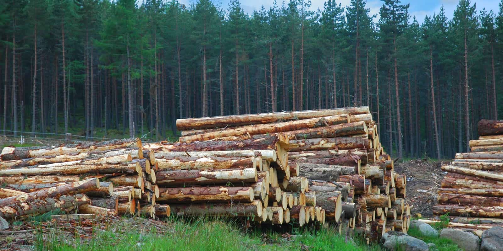 Timber in Turmoil and Wood Bioenergy “Shake Out” - LANDTHINK