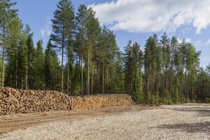 Tips for a Successful Timber Harvest