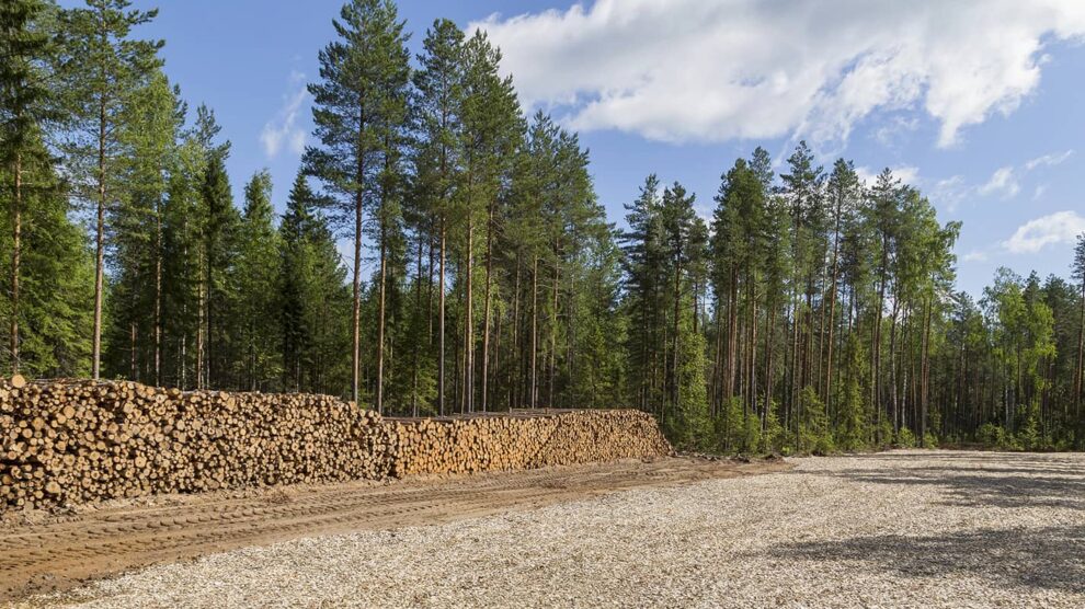 Tips for a Successful Timber Harvest